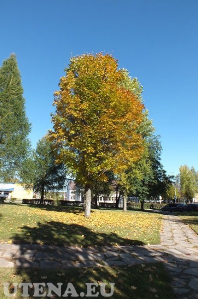 Rudeniniai medžiai prie Utenos apskrities ligoninės