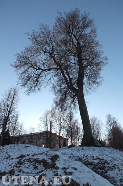 Medis prie ''Saulės'' gimnazijos