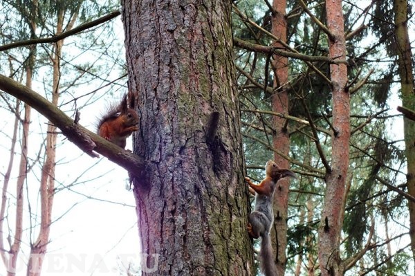 Voverės Vyžuonos parke