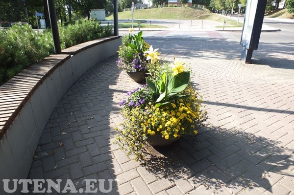 Gėlės J. Basanavičiaus ir Maironio gatvių kampe