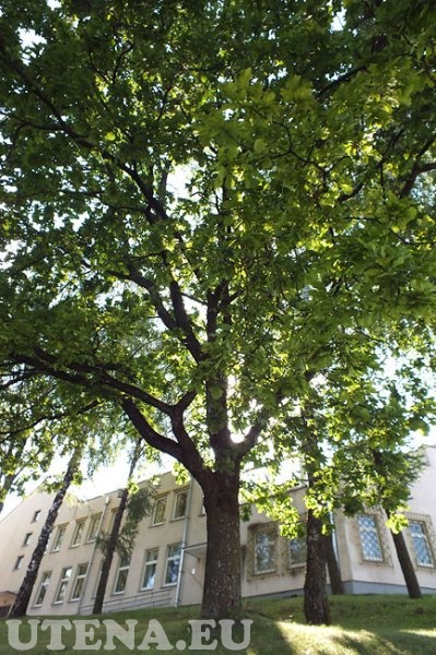 Medis prie Utenos kolegijos Medicinos fakulteto