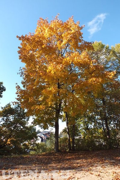 Rudeninis medis prie ''Saulės'' gimnazijos