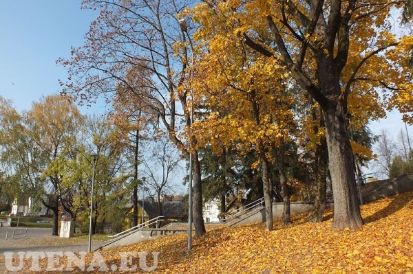 Rudeniniai medžiai prie ''Saulės'' gimnazijos