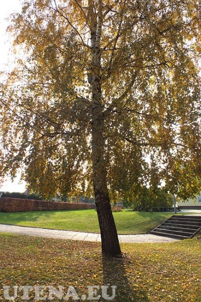 Rudeninis medis prie Utenos Adolfo Šapokos gimnazijos