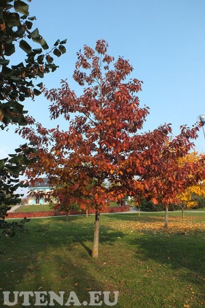 Rudeniniai medžiai prie Utenos Adolfo Šapokos gimnazijos