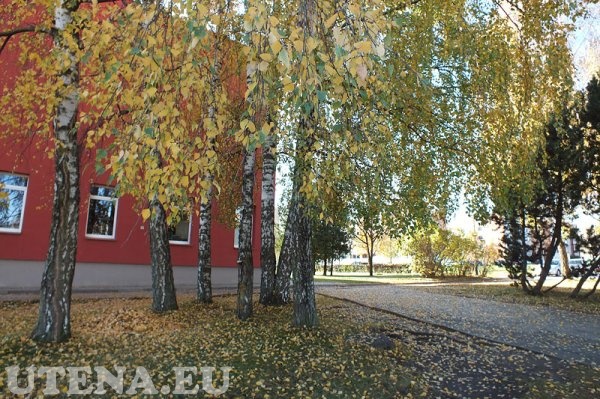 Rudeniniai medžiai prie Utenos Dauniškio gimnazijos