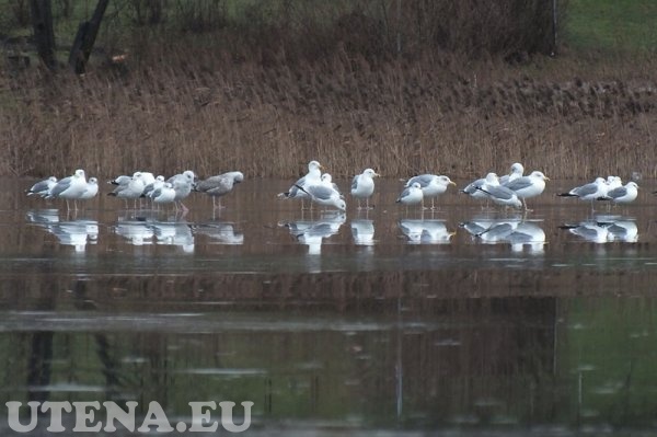 Paukščiai ant Dauniškio ežero